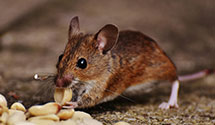 24 Hour & Emergency Exterminators in Lanesville, IN